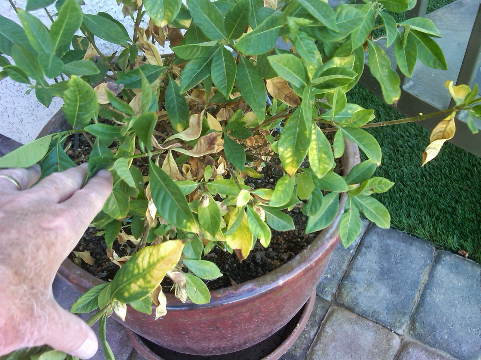 What does it mean if you have yellowing leaves on your outdoor plants?
